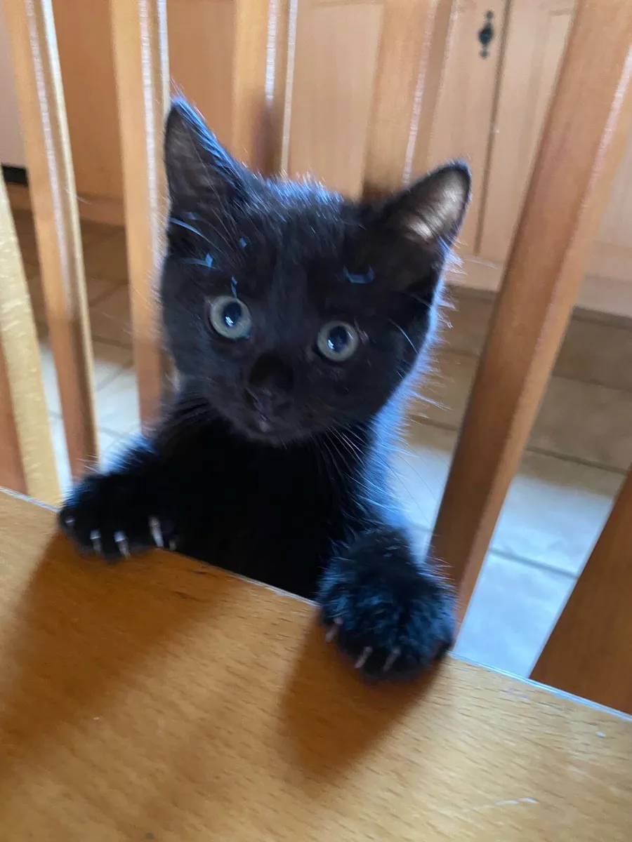 4 Kittens - Image 1
