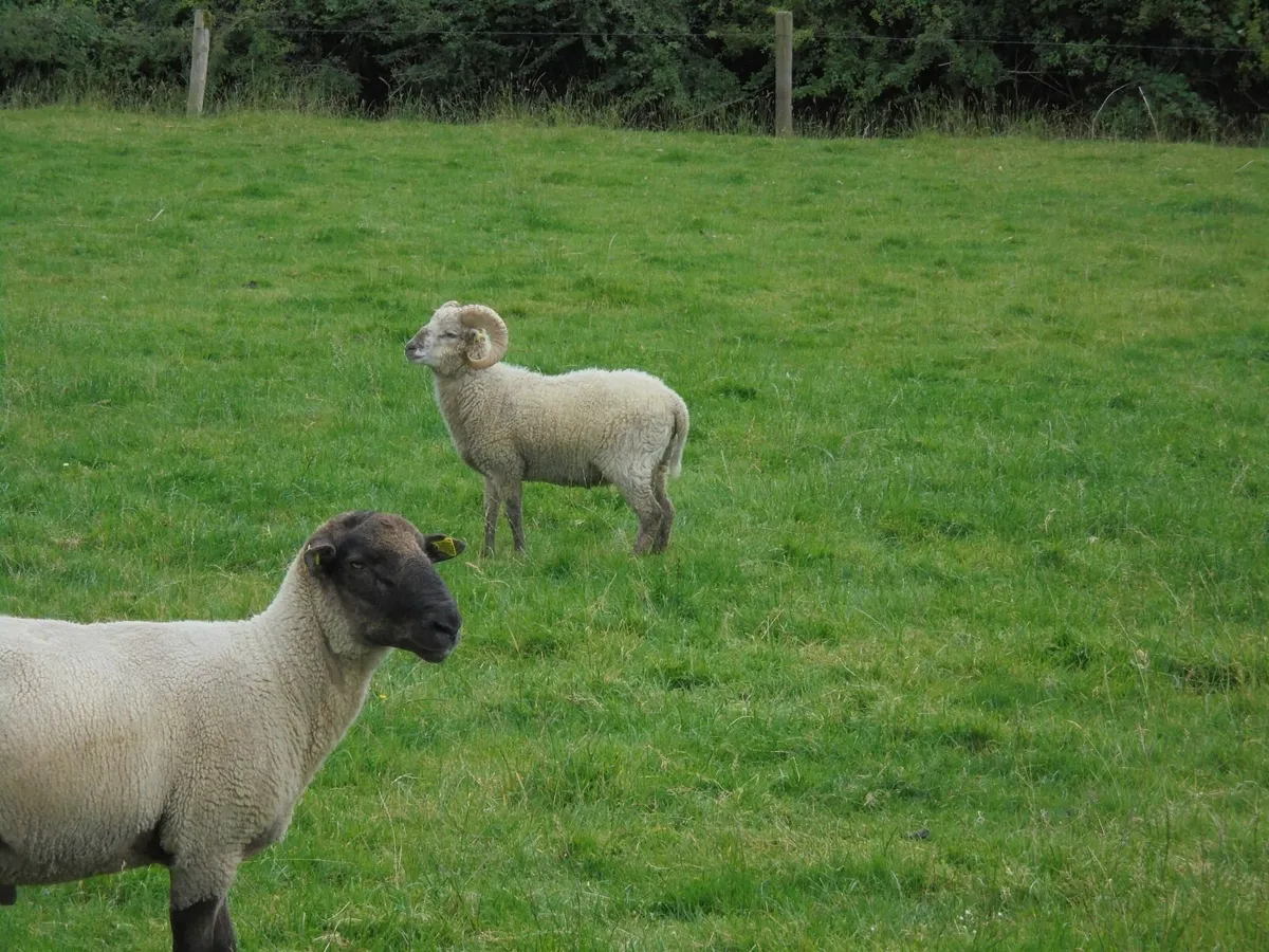 Teaser Rams - Image 1