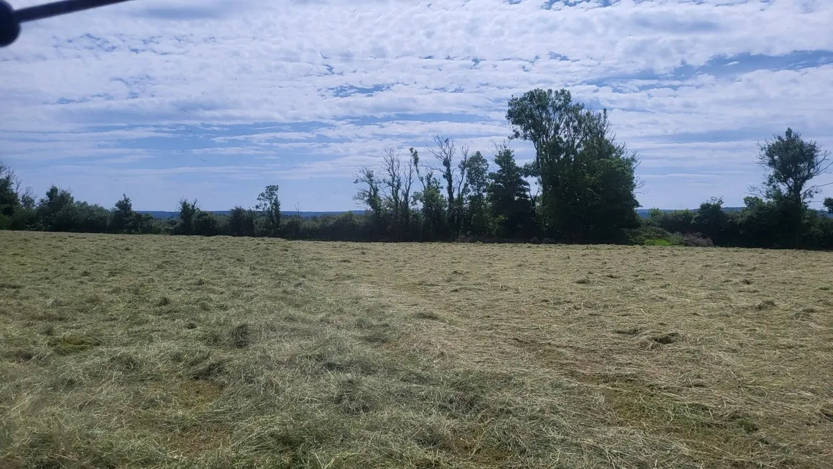 Hay