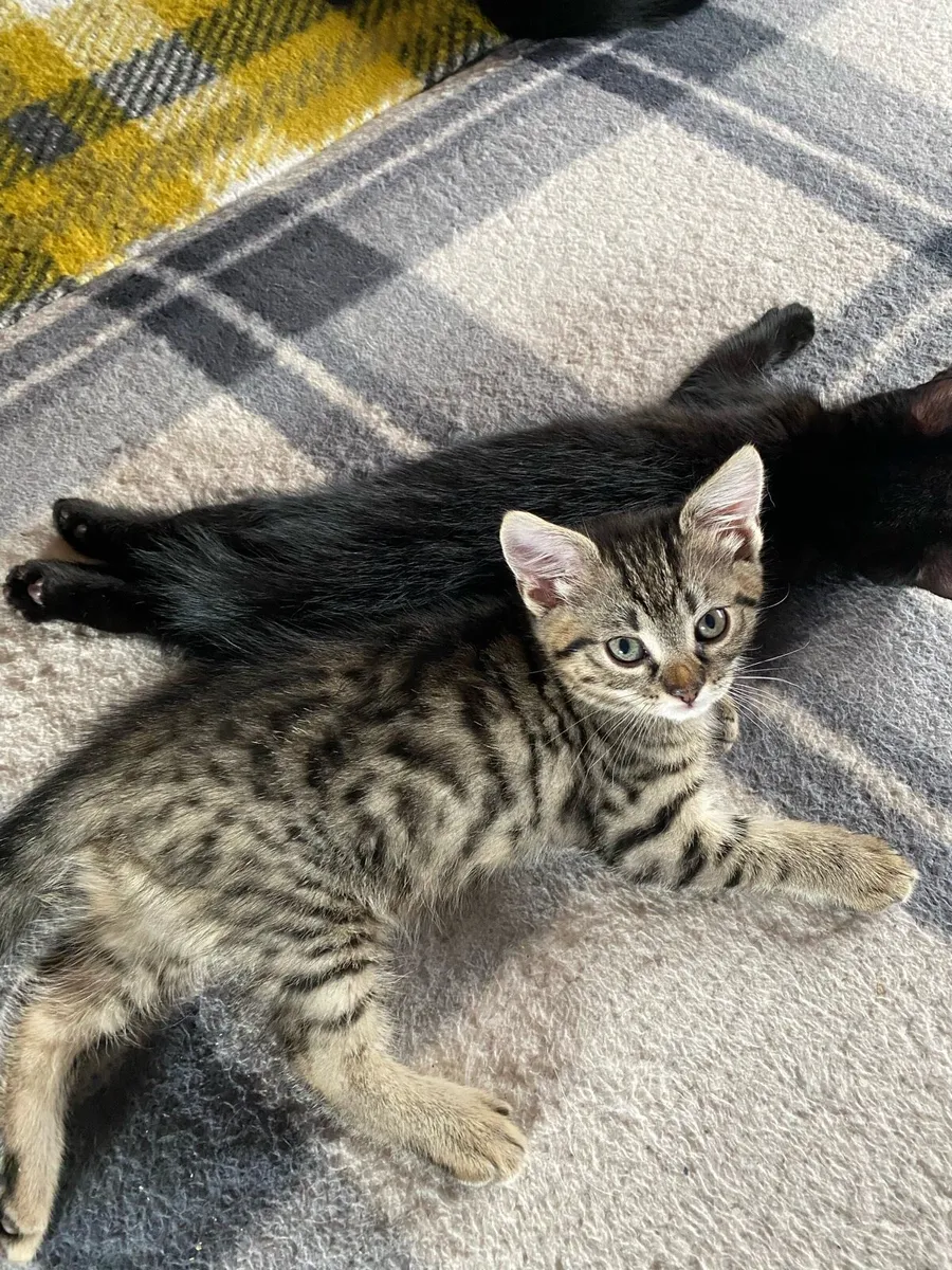 4 Kittens - Image 3