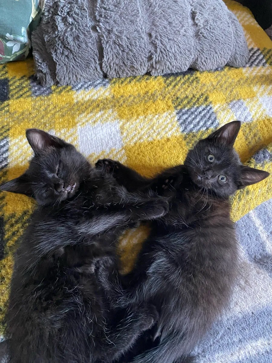 4 Kittens - Image 4