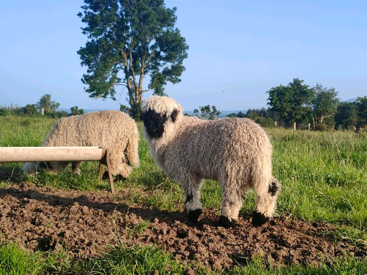 Valais Blacknose Tup Lambs - Image 1