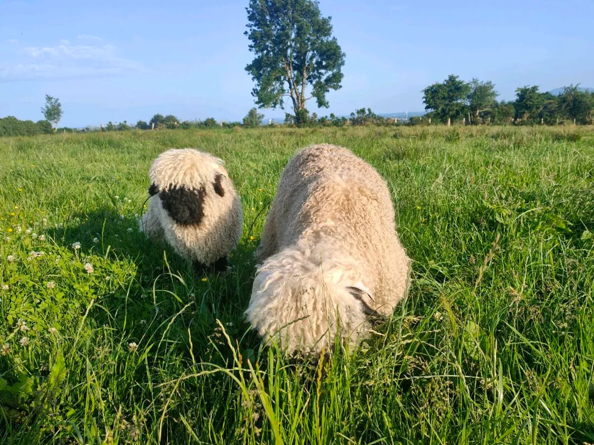 Valais Blacknose Tup Lambs - Image 2