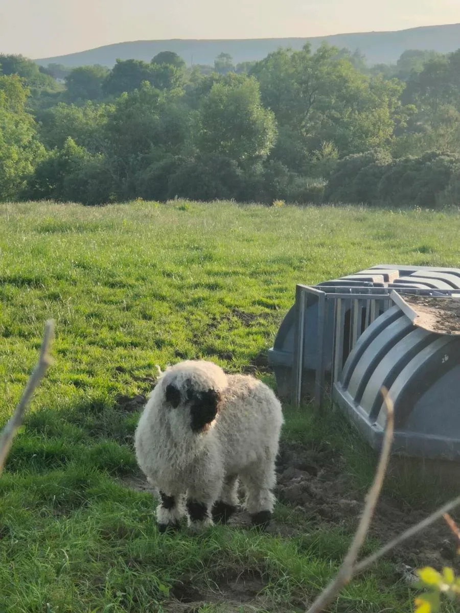 Valais Blacknose Tup Lambs - Image 3