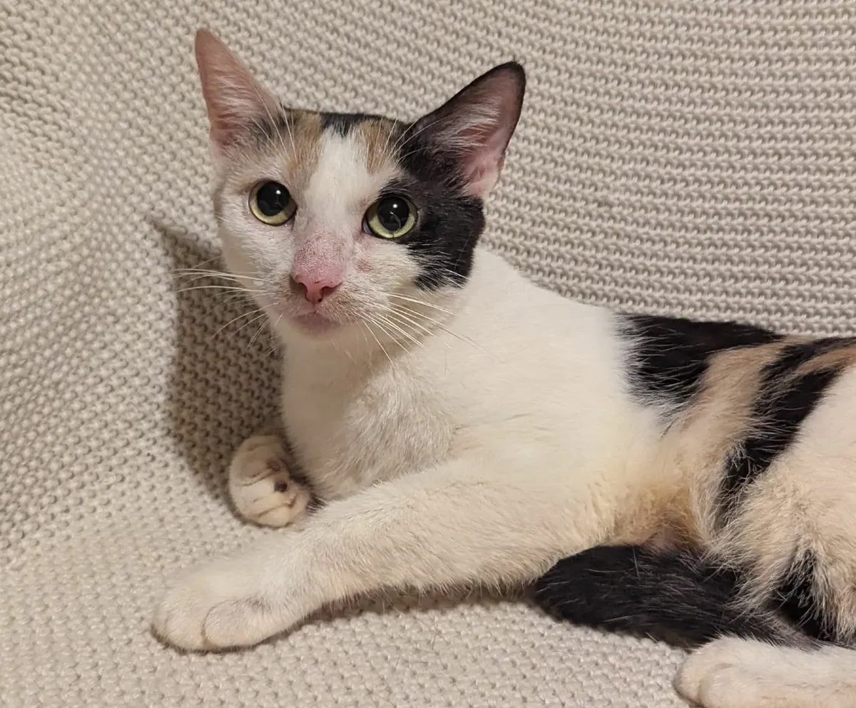 Calico kitty - Image 3