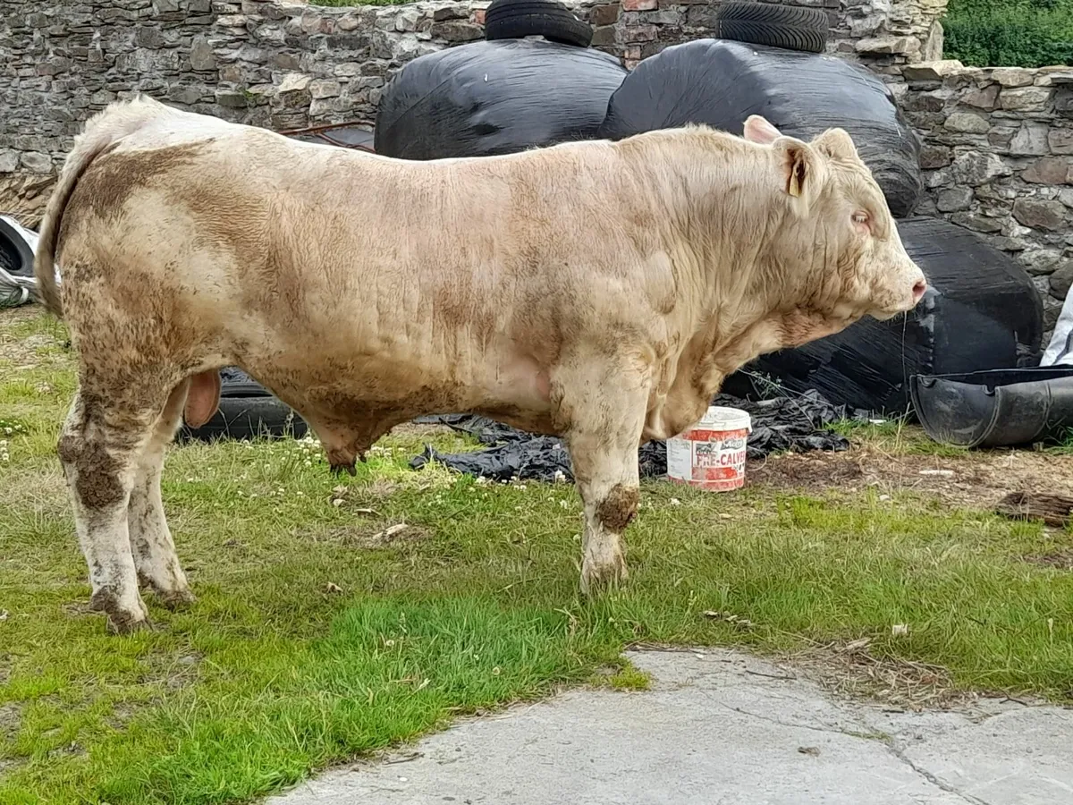 5 Star Predegree Charolais Bulls - Image 4
