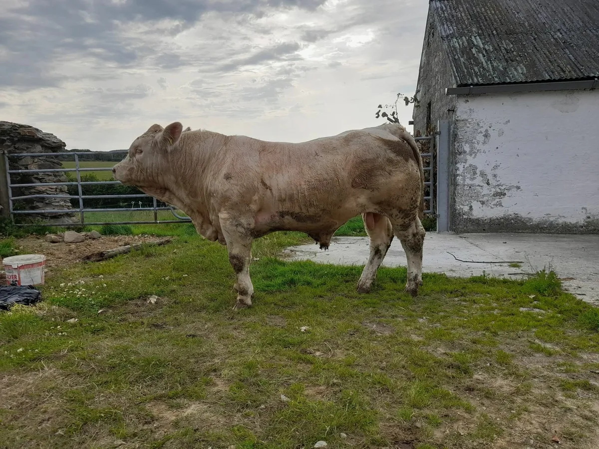 5 Star Predegree Charolais Bulls - Image 1