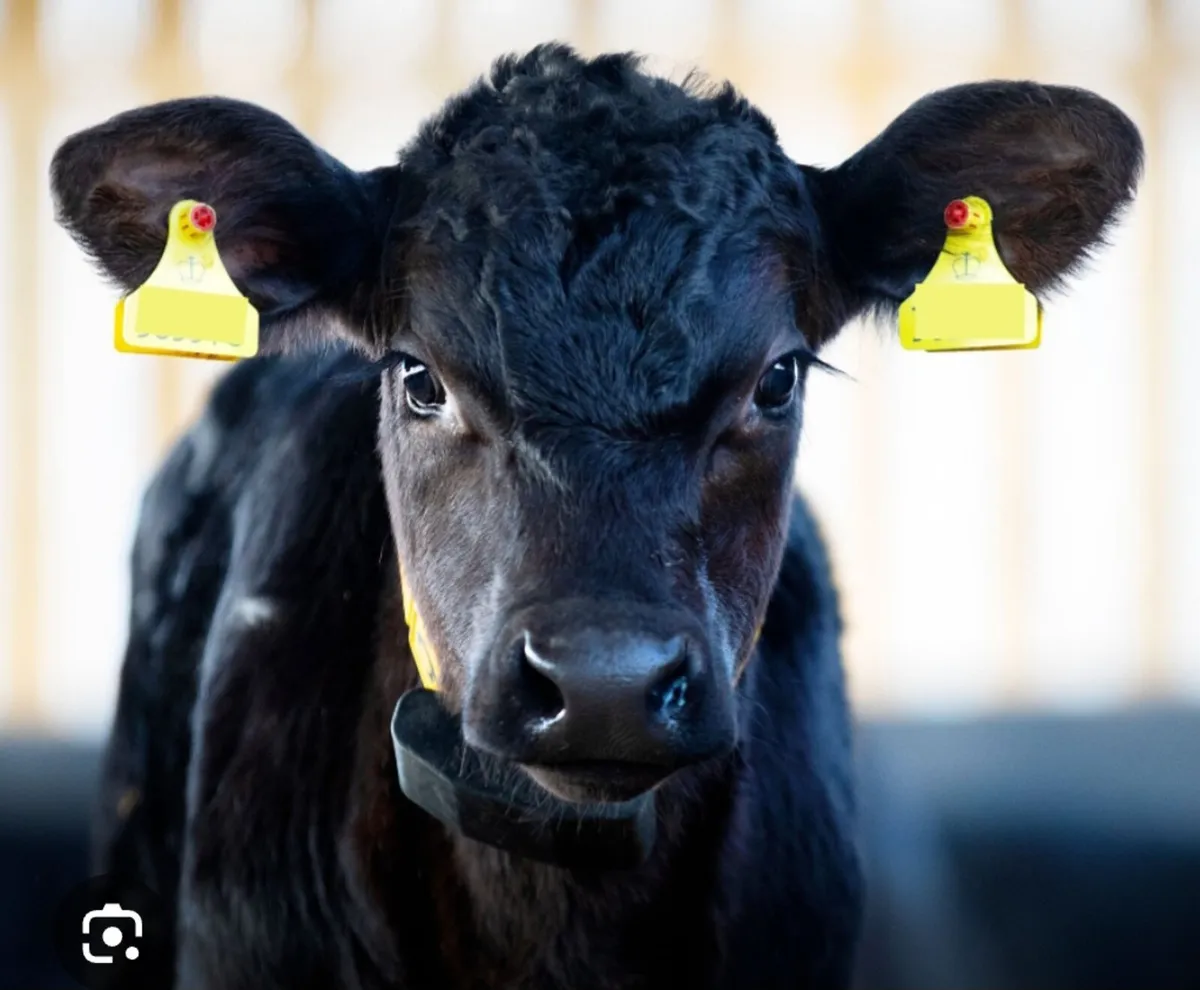 Wanted: 2 angus suck calves ASAP