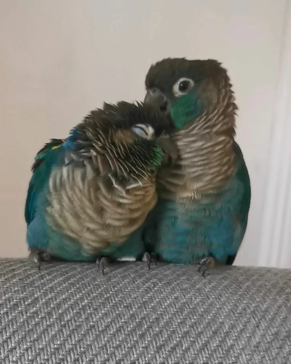 Breeding pair turquoise conures - Image 1