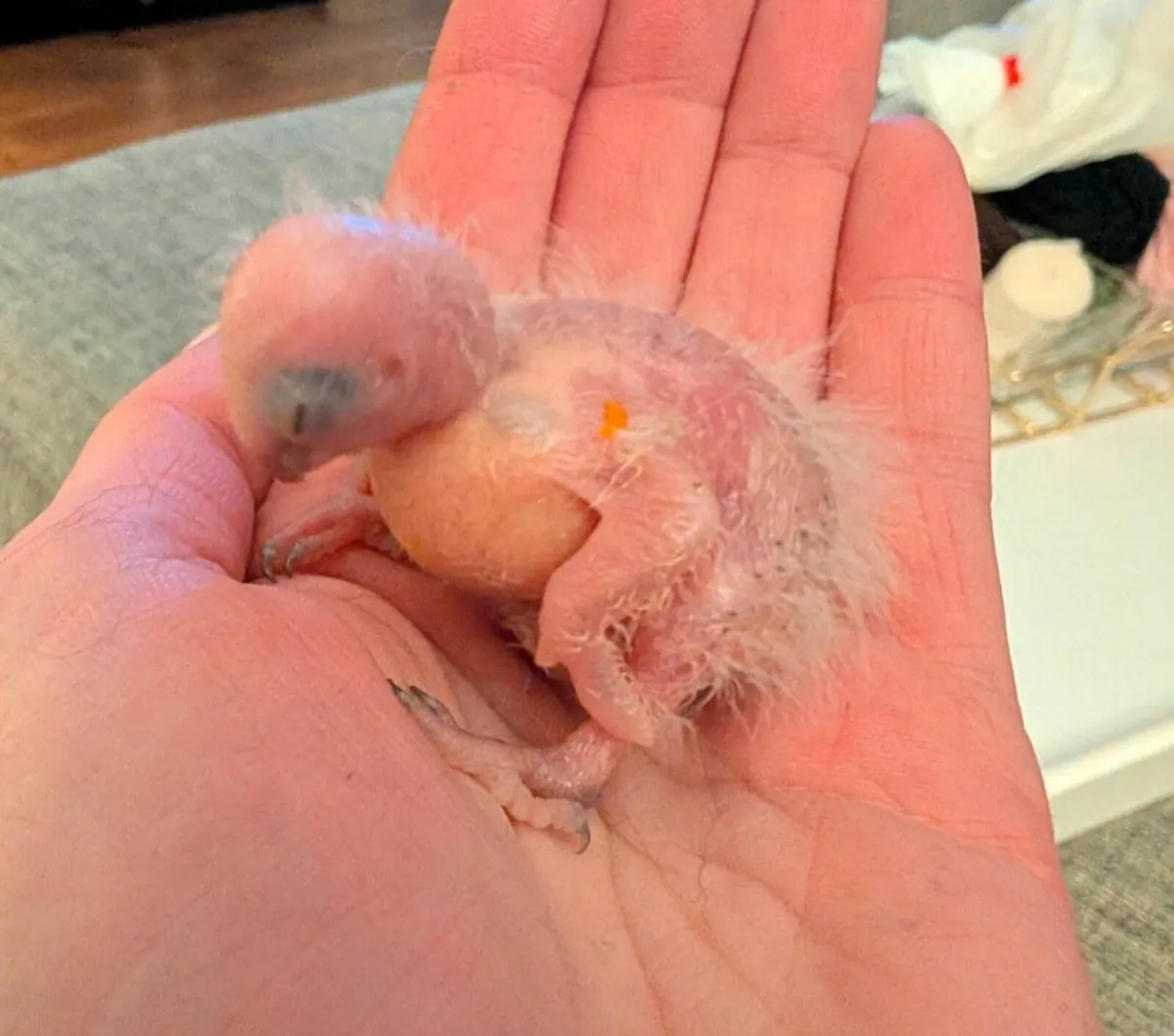 Breeding pair turquoise conures - Image 2