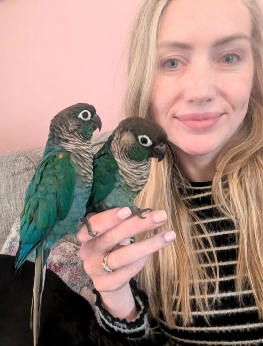 Breeding pair turquoise conures - Image 4