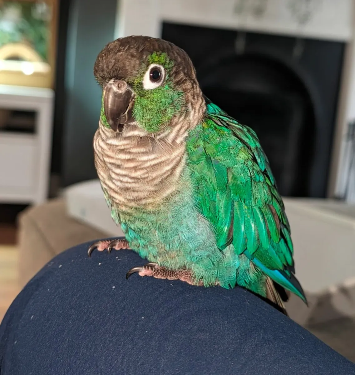 Breeding pair turquoise conures - Image 4