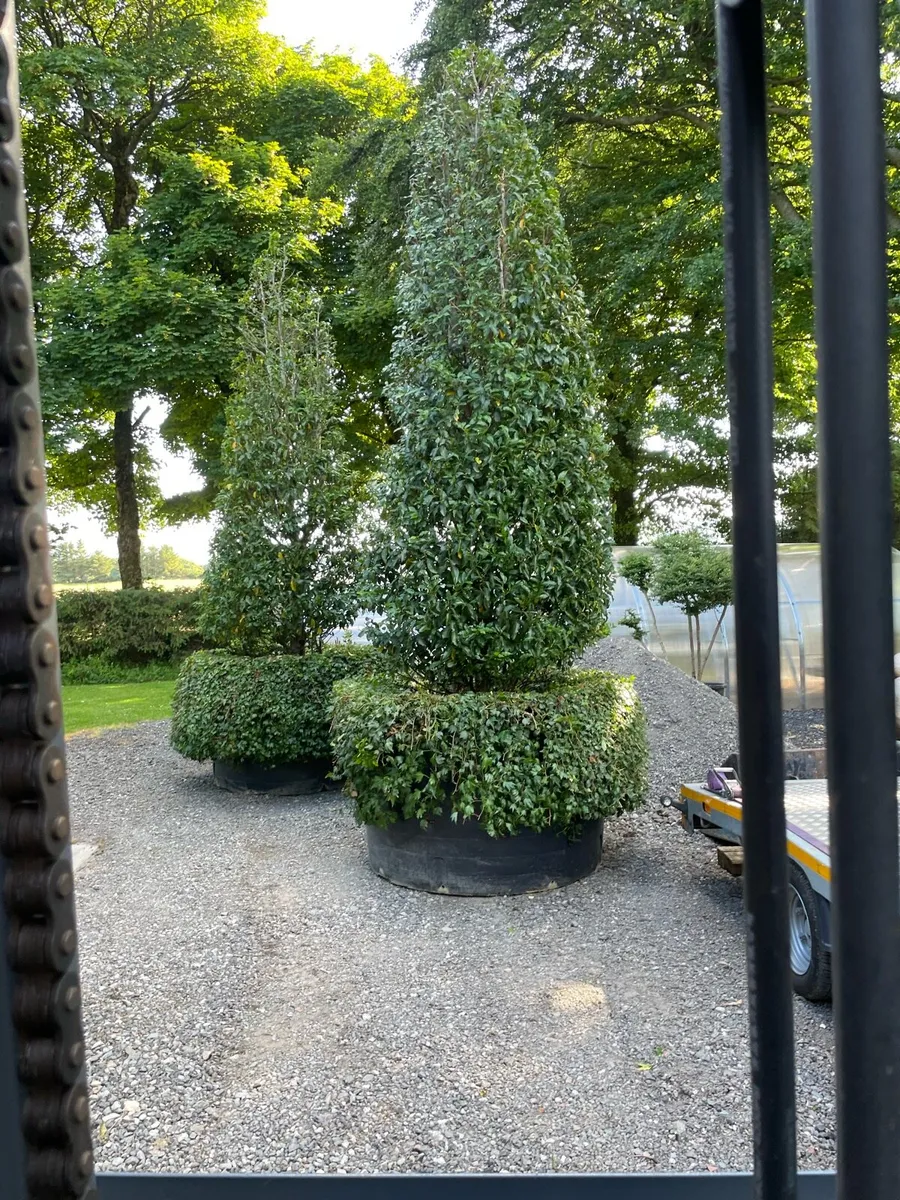 Large potted Portuguese Laurel - Image 1