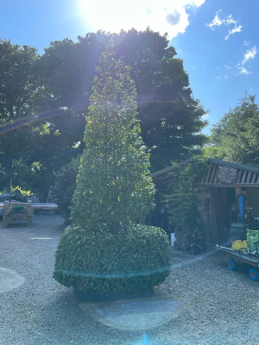 Large potted Portuguese Laurel - Image 2