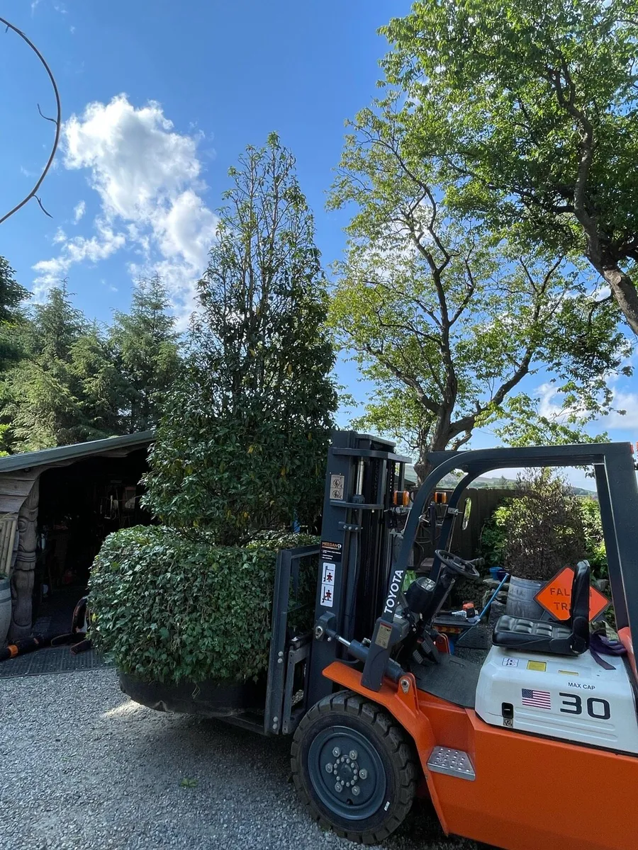 Large potted Portuguese Laurel - Image 3