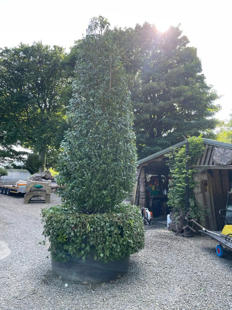 Large potted Portuguese Laurel - Image 4