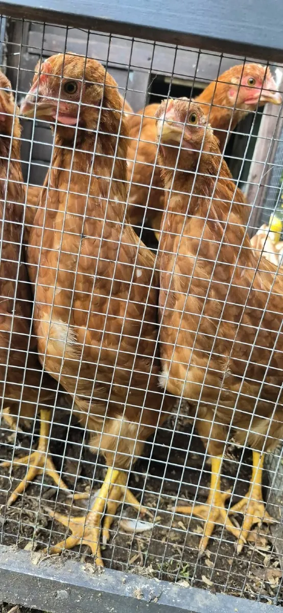 Chicken - Image 2