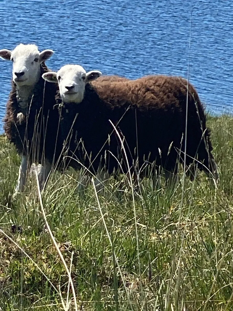 Herdwick Hoggets x 3 - Image 1