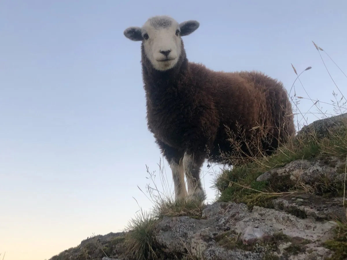 Herdwick Hoggets x 3 - Image 2