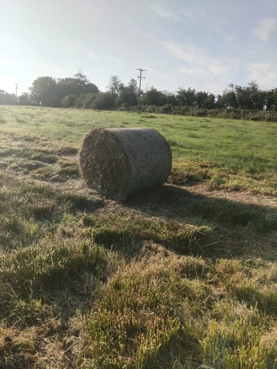 Bales of rush hay - Image 1