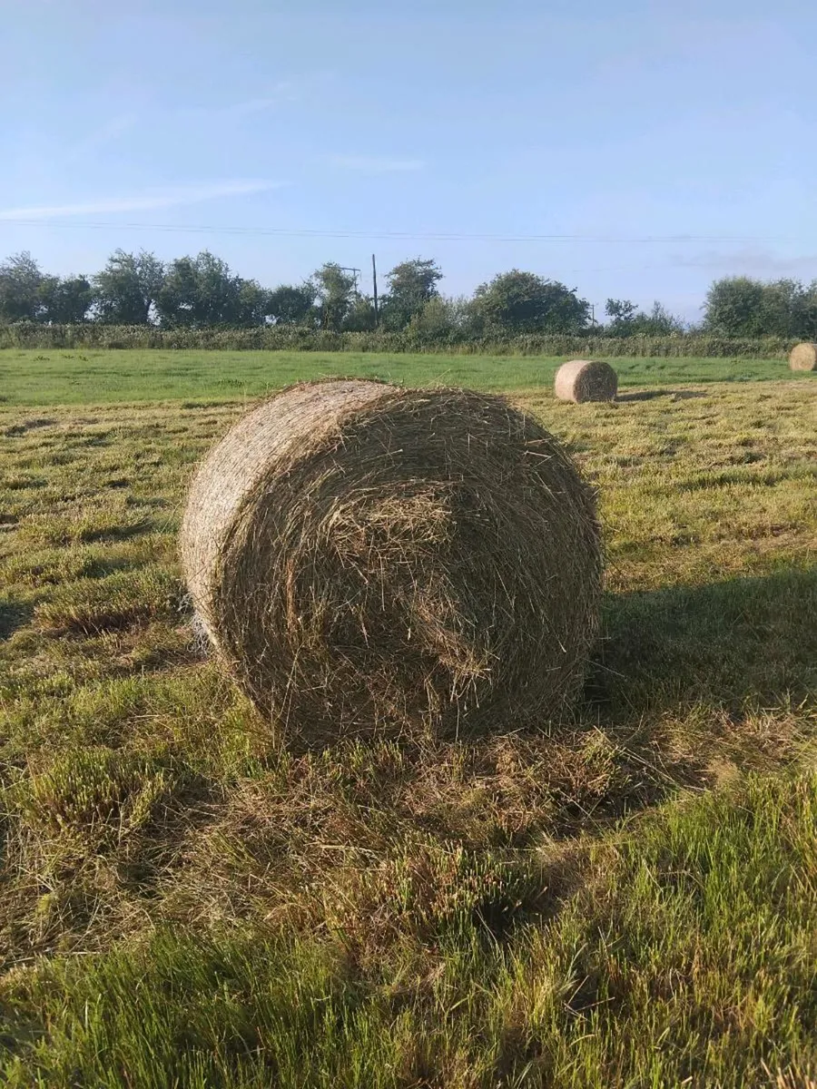 Bales of rush hay - Image 2
