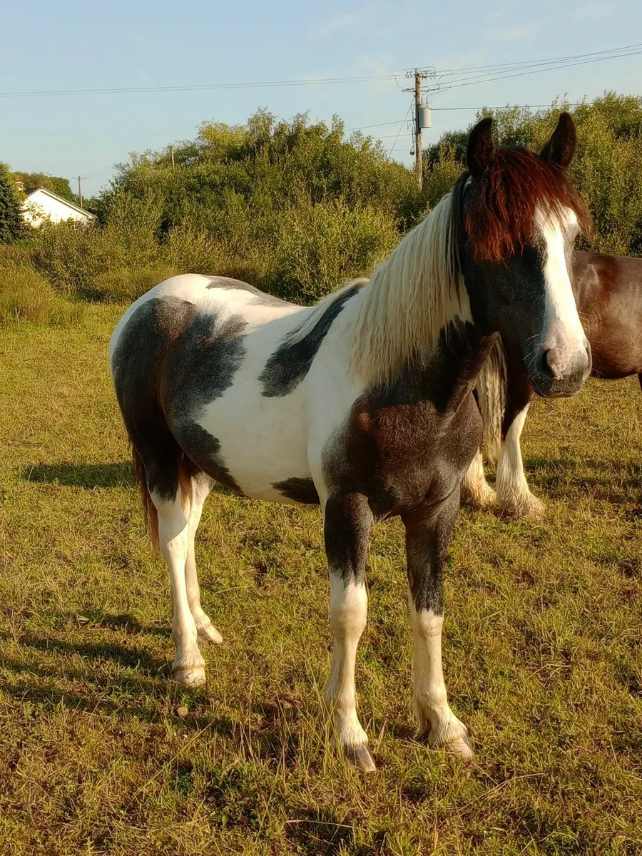Horses - Image 1