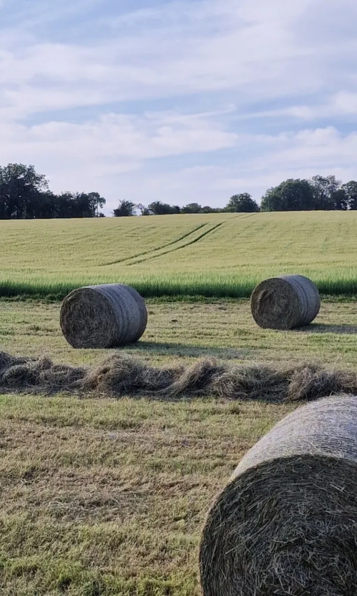 Hay for sale