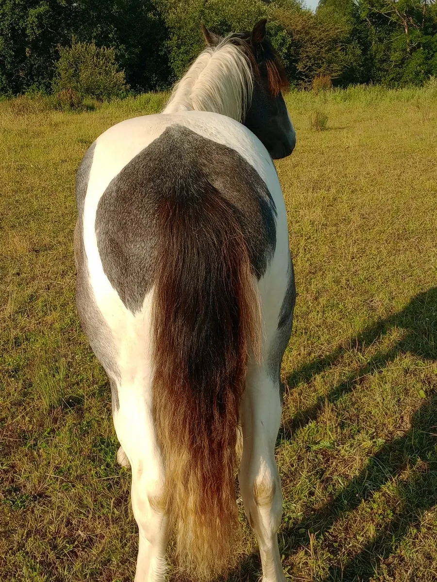 Horses - Image 2