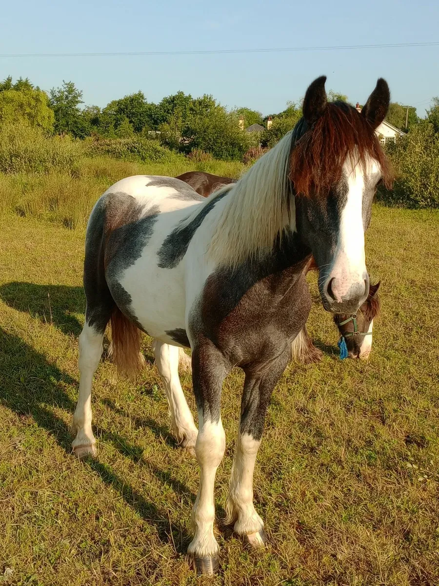 Horses - Image 3