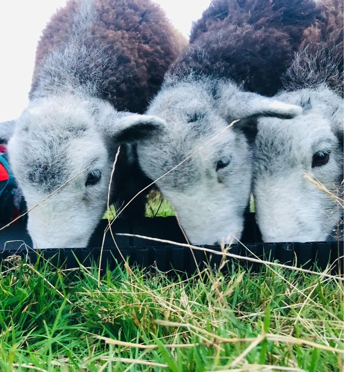 Herdwick Hoggets x 3 - Image 3