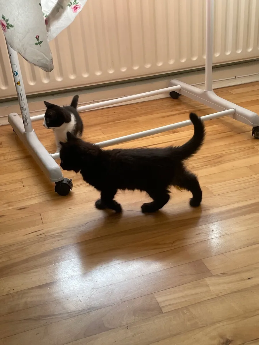 Kittens - Image 2