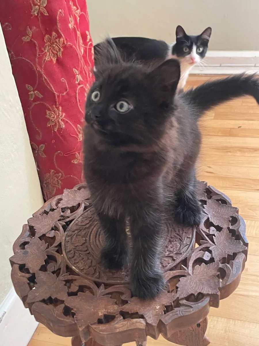 Kittens - Image 3