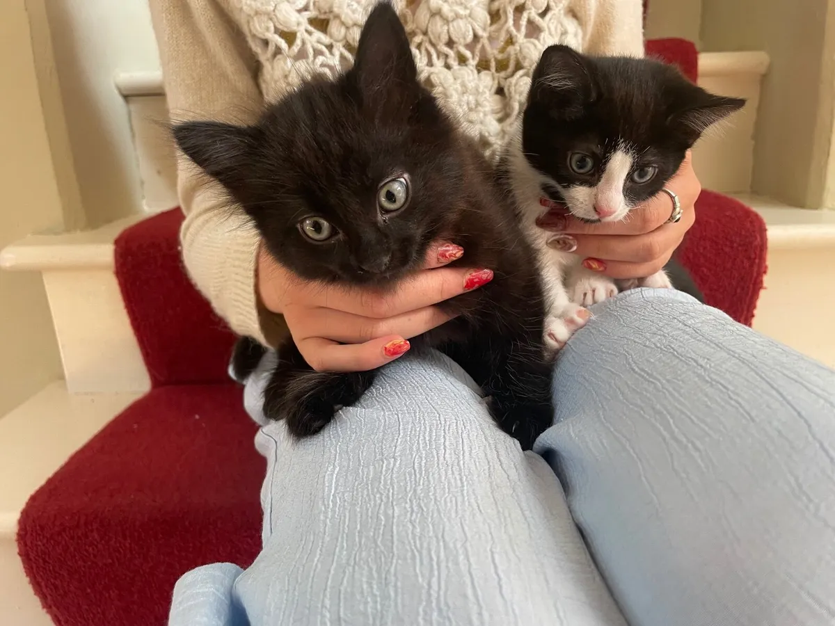 Kittens - Image 1
