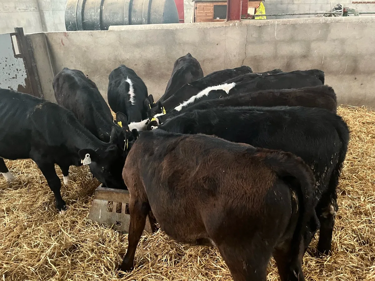 Super 175kg Angus & Hereford Heifer Runners - Image 1