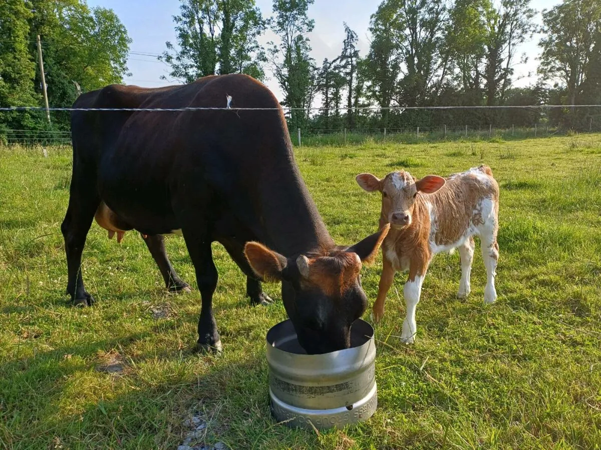 LIM Cow and Charolais bull calf - Image 1