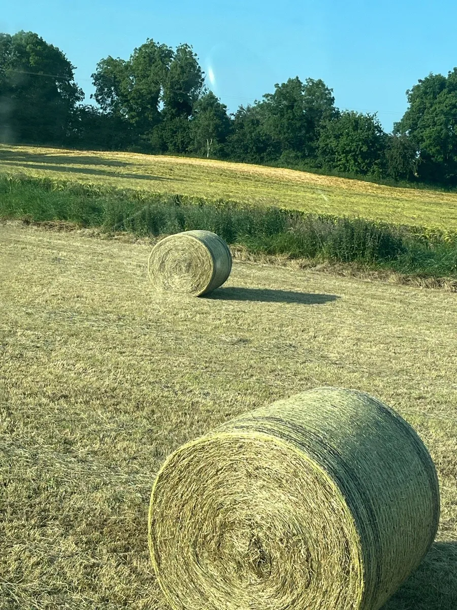 Hay - Image 2