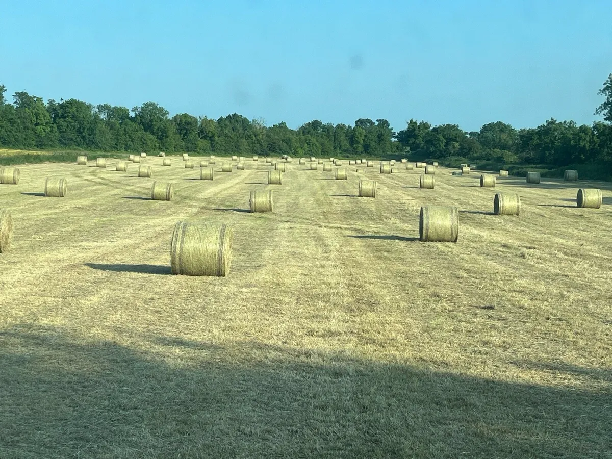 Hay - Image 3