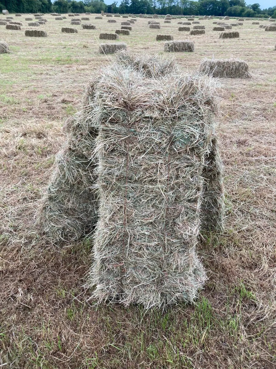 Square bales hay - Image 1