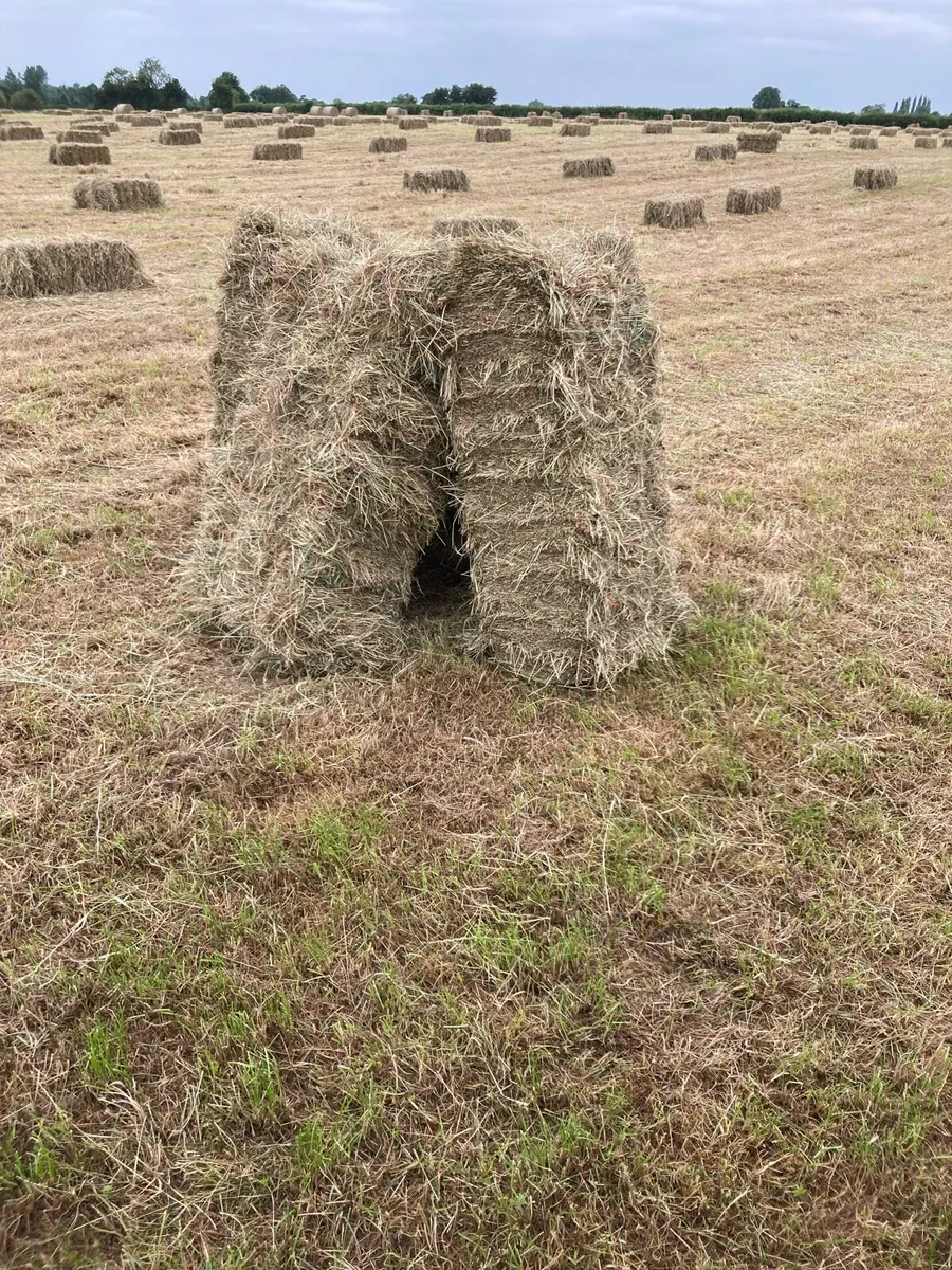 Square bales hay - Image 2