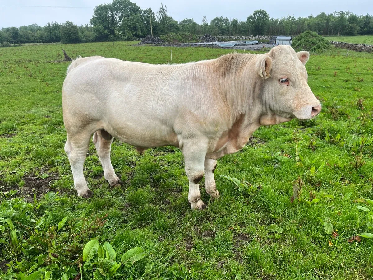 Charolais bull - Image 1