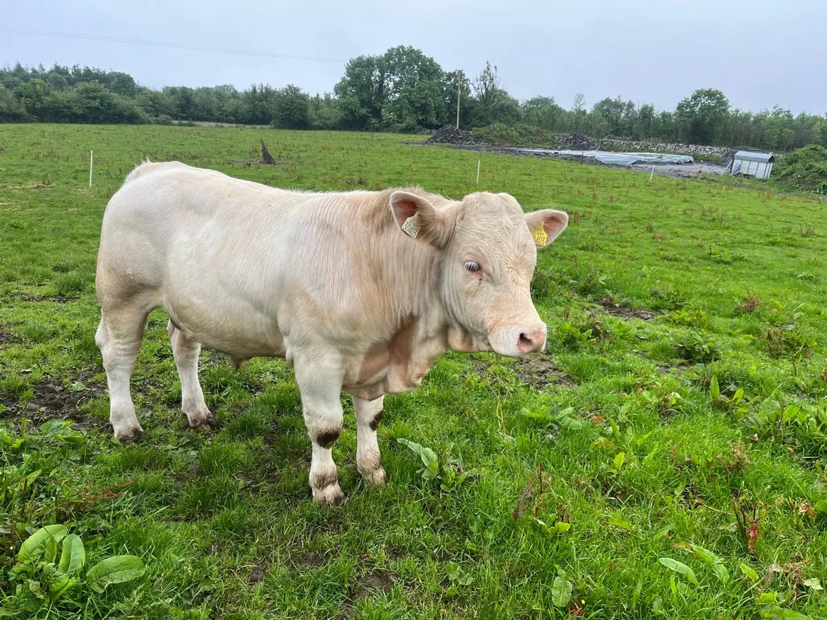 Charolais bull - Image 2