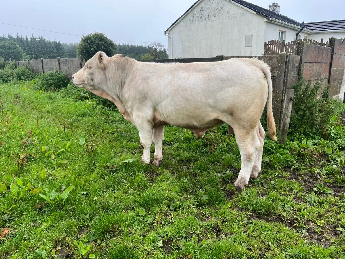 Charolais bull - Image 3