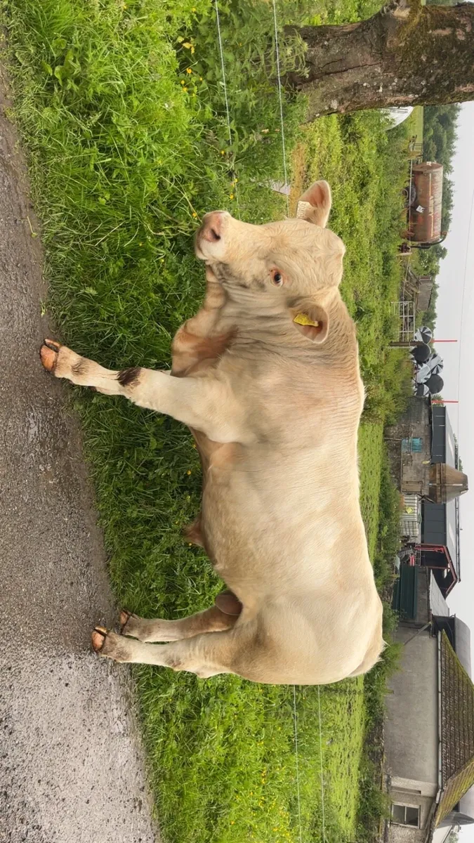 Charolais bull - Image 4