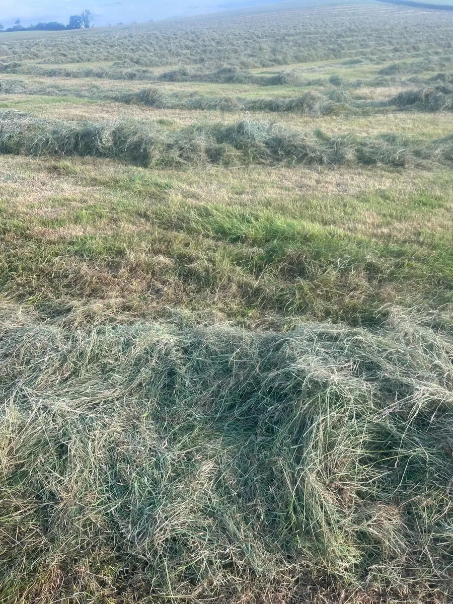 Bales of Haylage for sale - Image 4