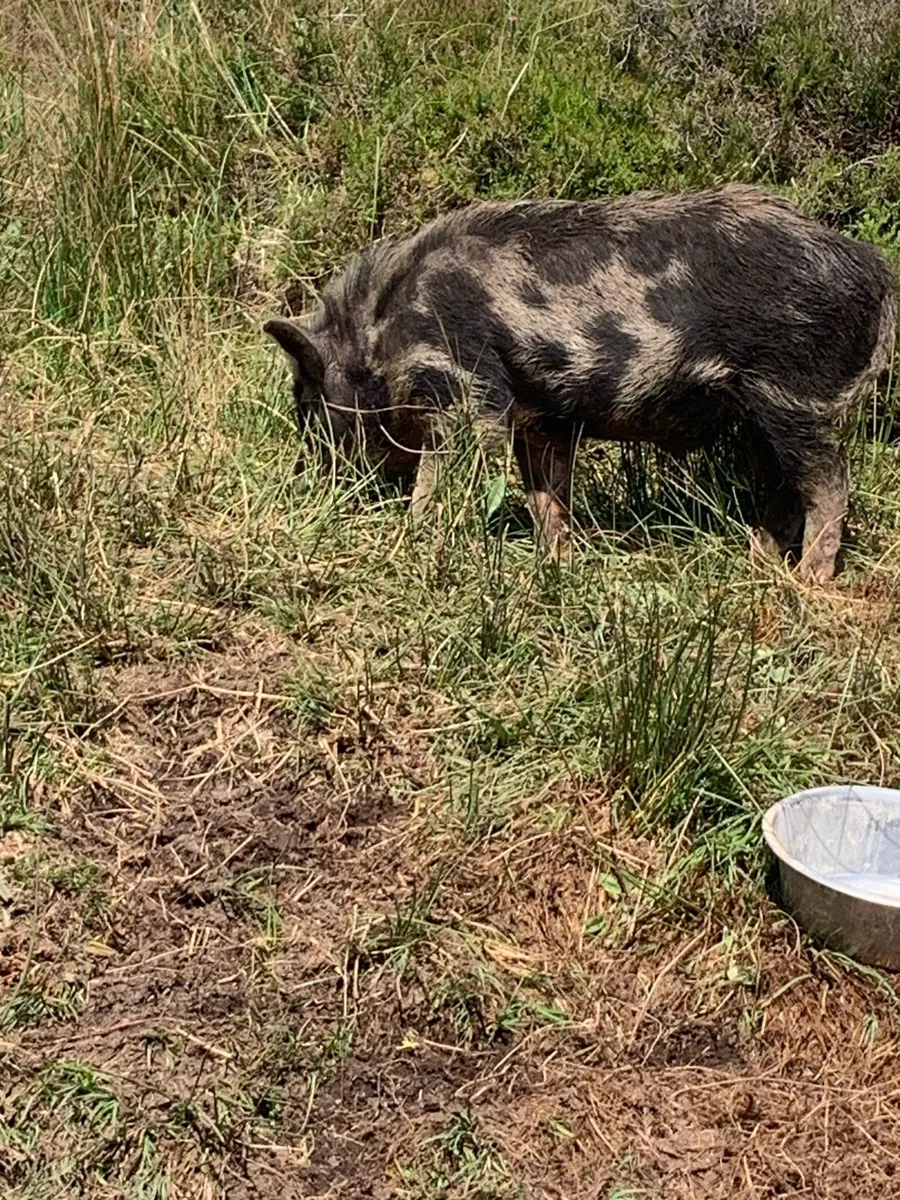 Kune kune piglets for sale - Image 2