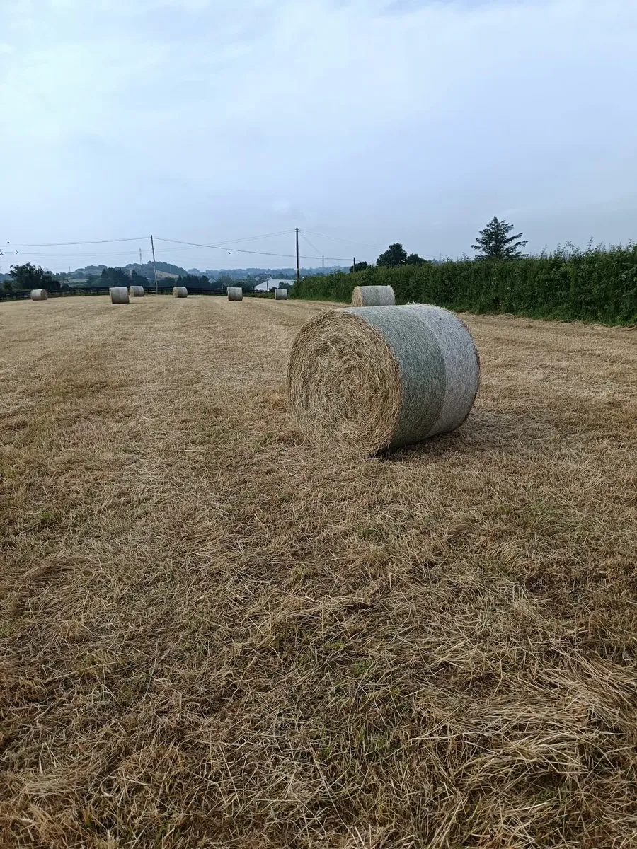 Hay