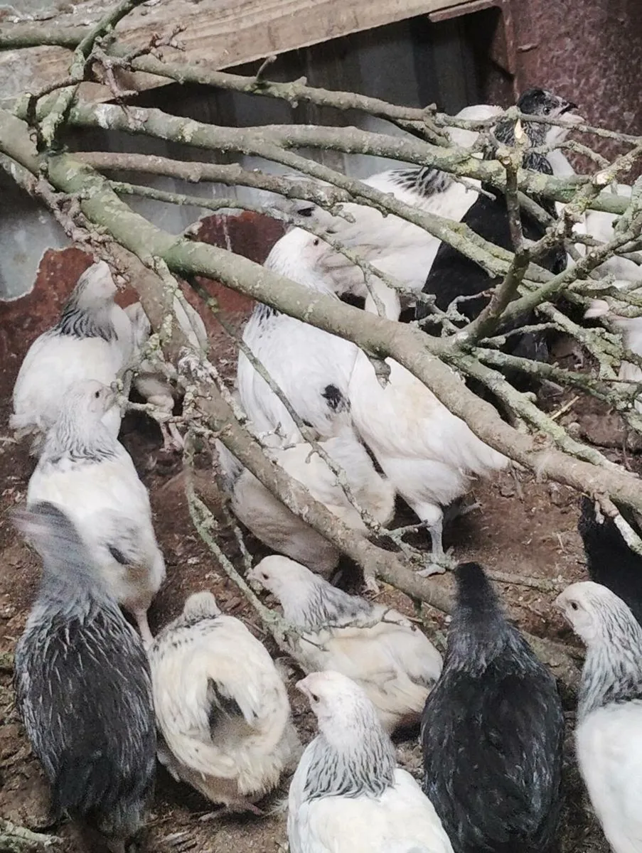 Chicks - Image 2