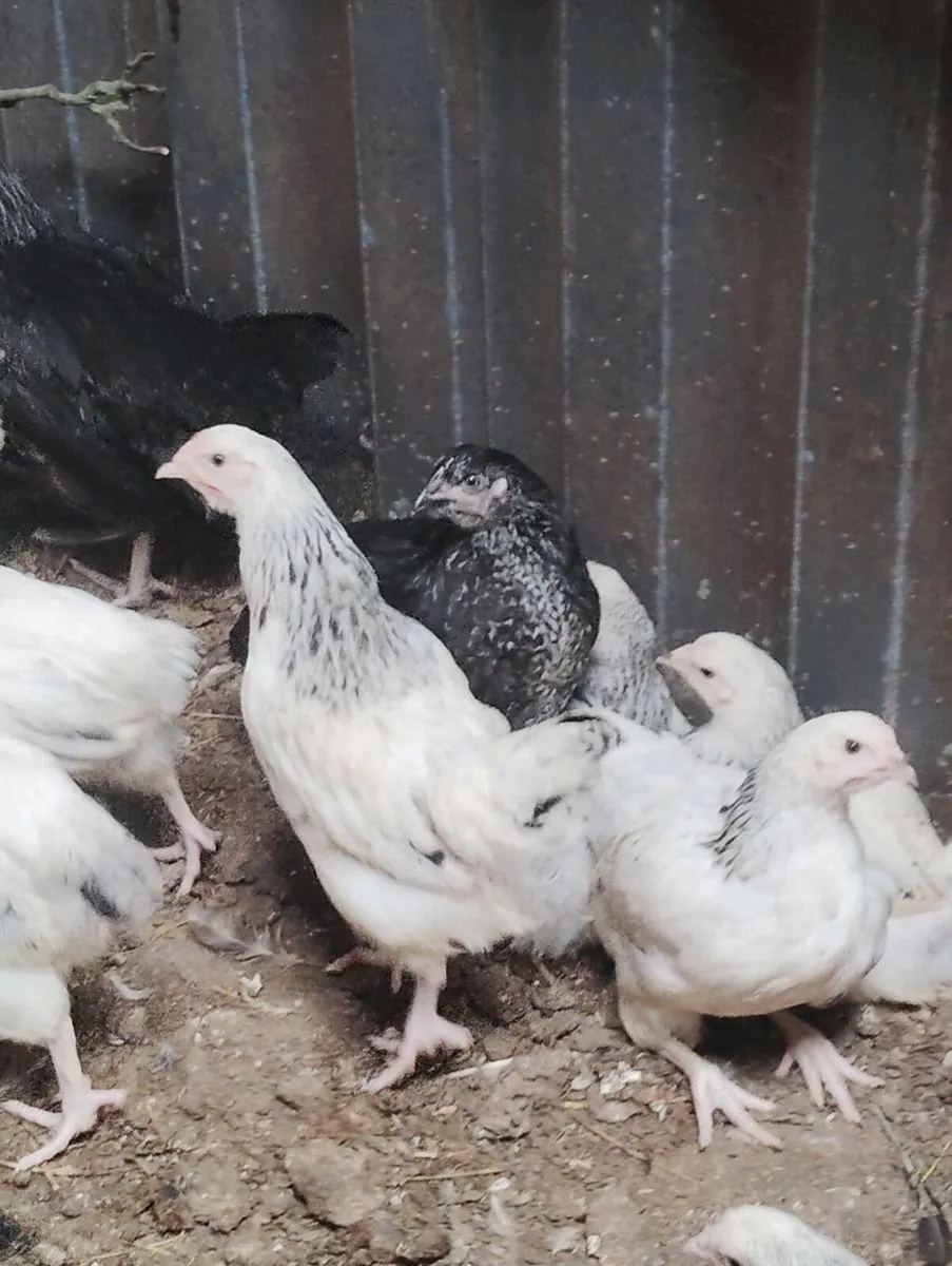 Chicks - Image 3