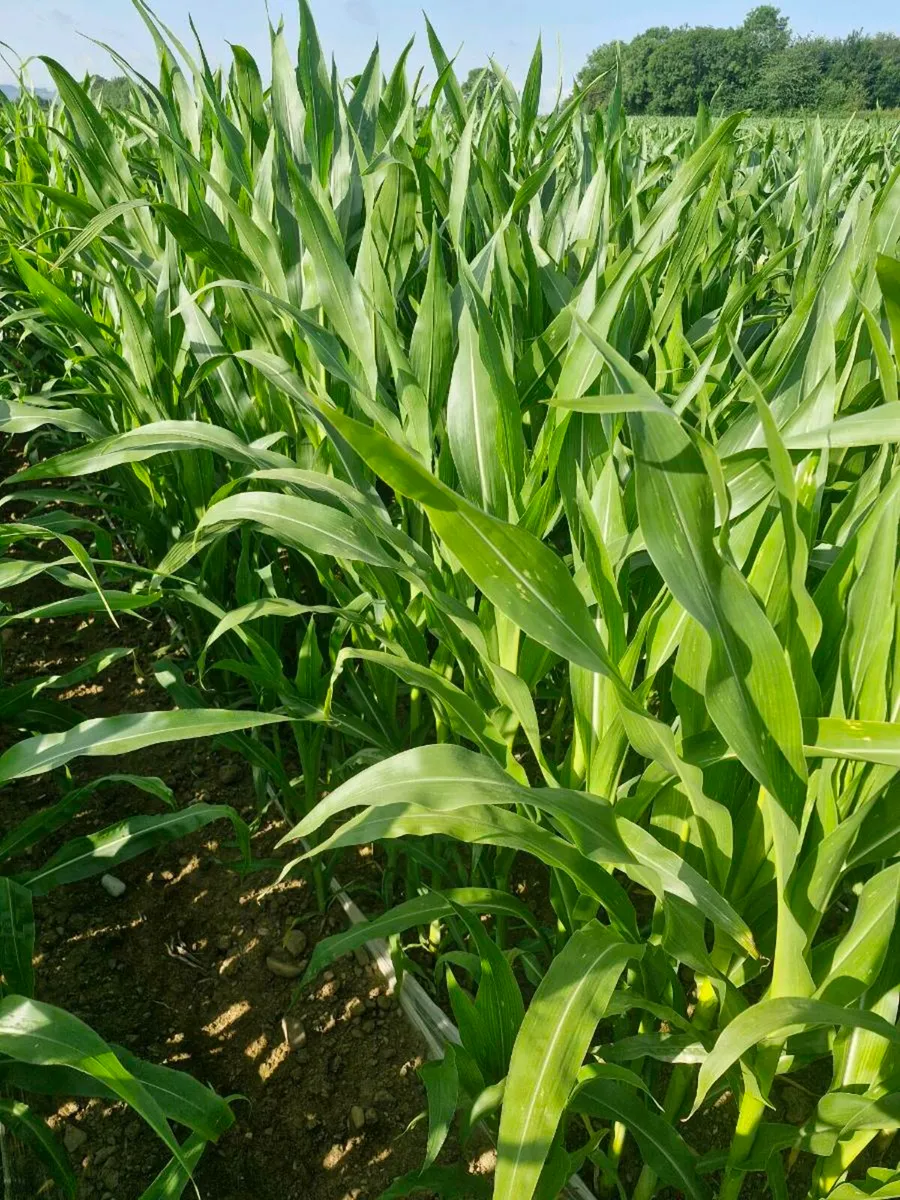 🌽 Maize for sale 🌽