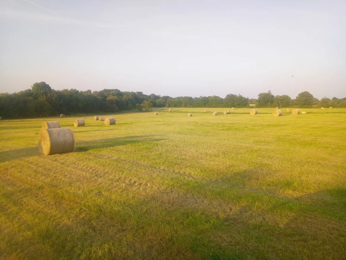 June 2025 Hay - Image 1